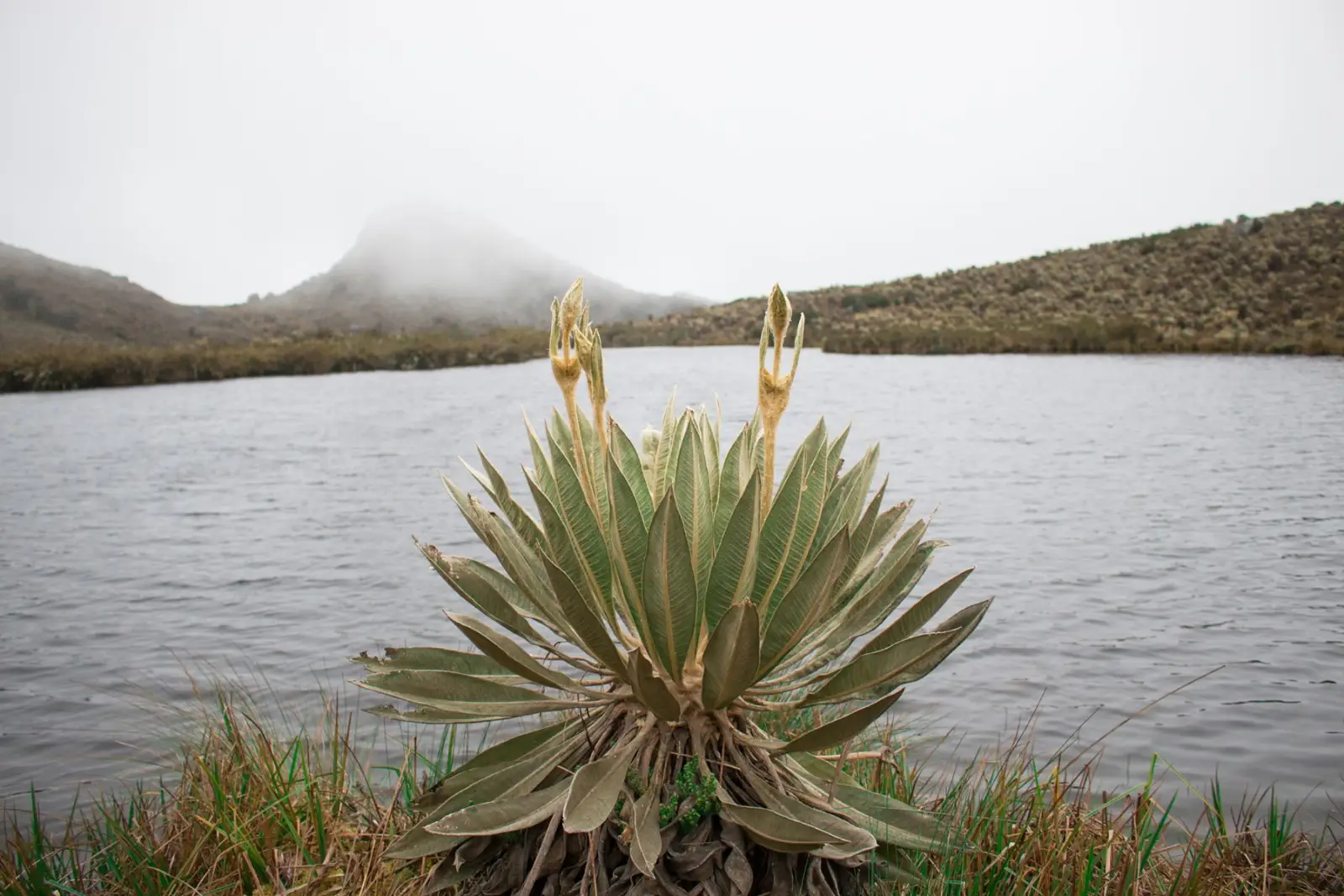 Frailejón junto a una laguna de páramo