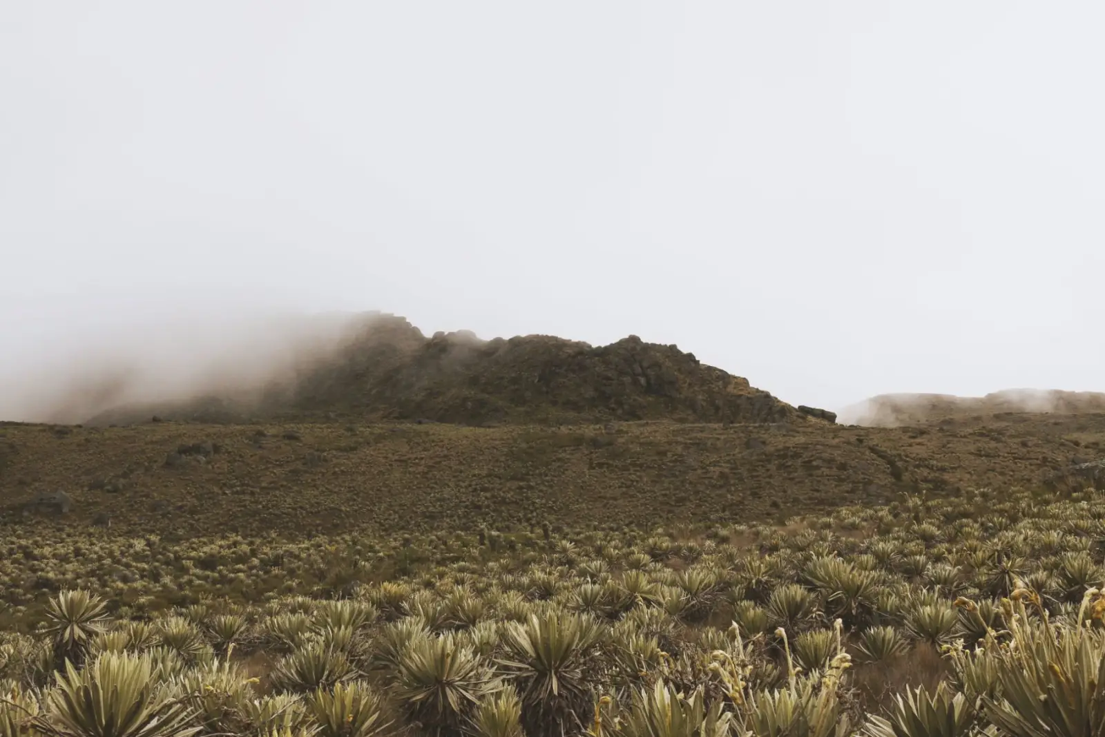 Frailejonal y farallón de la Reserva bajo la niebla